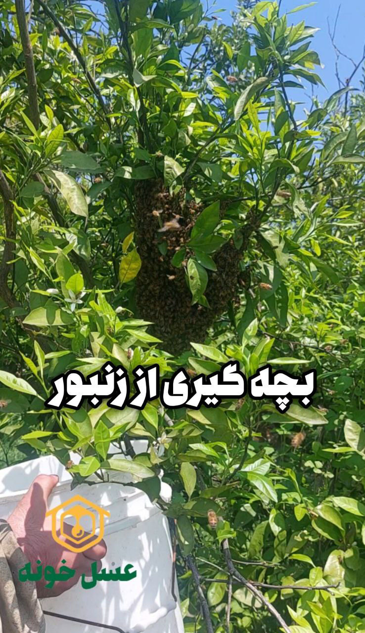 جمع کردن بچه زنبور